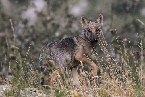 Foto di Gabriele Cristiani