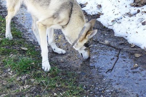 Un mondo fatto di odori: l'olfatto del cane Un mondo fatto di odori: l'olfatto del cane