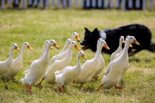 Petsfestival: successo per l’ottava edizione, per la prima volta a Cremona, nel segno della ripartenza