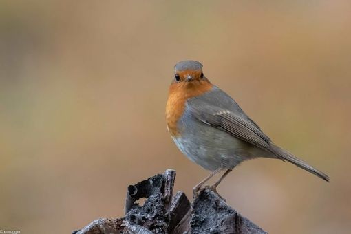Foto di: Enrico Ruggeri Foto di: Enrico Ruggeri