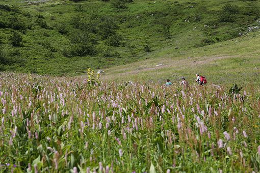 Ritorna il concorso "Praterie fiorite": quattro agricoltori di Roaschia "sfideranno" i colleghi francesi del Var