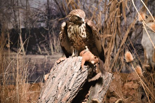 “Summer Time!”: un’escursione e una visita al Museo Naturalistico del Fiume Po di Revello “Summer Time!”: un’escursione e una visita al Museo Naturalistico del Fiume Po di Revello