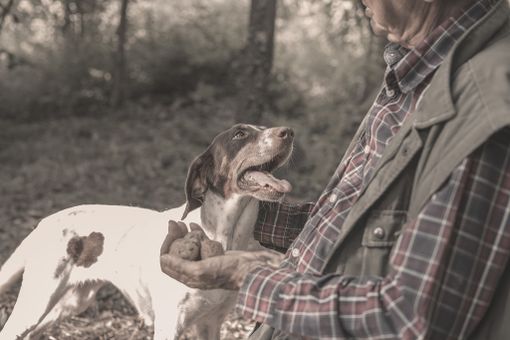 "Ci vuole fiuto!": i cani "Tabui" protagonisti dell'85ma Fiera Internazionale del Tartufo Bianco di Alba (guarda il video) "Ci vuole fiuto!": i cani "Tabui" protagonisti dell'85ma Fiera Internazionale del Tartufo Bianco di Alba (guarda il video)