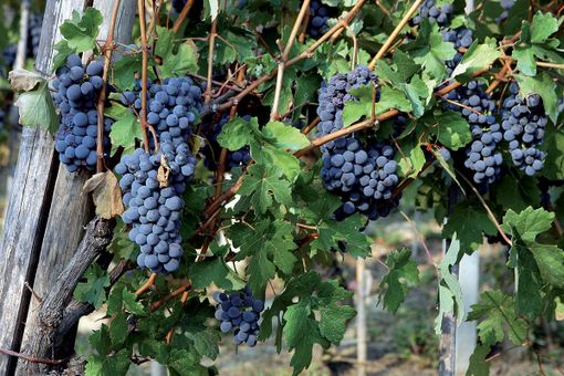 Vendemmia minacciata dal Decreto Trasparenza, Confagricoltura: “Serve una proroga dei nuovi adempimenti per i datori di lavoro” Vendemmia minacciata dal Decreto Trasparenza, Confagricoltura: “Serve una proroga dei nuovi adempimenti per i datori di lavoro”