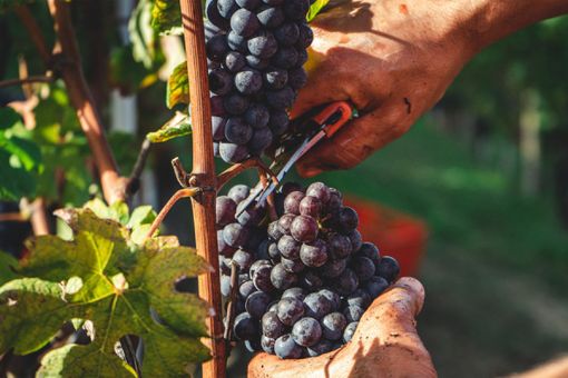 Coldiretti Piemonte: partita la vendemmia con prospettive di ottima annata