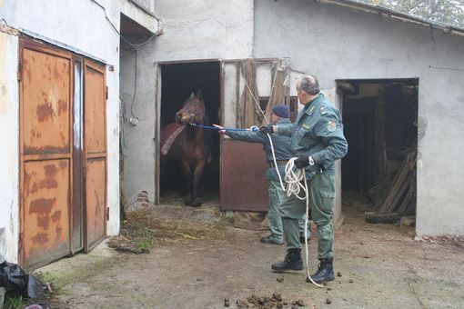 Altro sequestro di animali in provincia di Cuneo