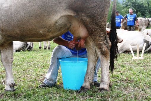 "Il nostro latte è più nutriente di quello della grande distribuzione”. La Giunta di Envie scende in campo al fianco dei produttori locali "Il nostro latte è più nutriente di quello della grande distribuzione”. La Giunta di Envie scende in campo al fianco dei produttori locali