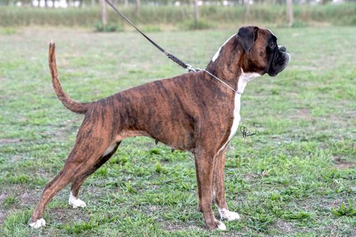 Arriva dalla Granda il Boxer tigrato campione italiano di bellezza