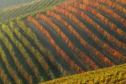 Finalmente completato il sito Unesco dedicato ai vigneti del Piemonte
