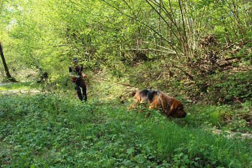 Due cani molecolari si sono esercitati a Chiusa Pesio