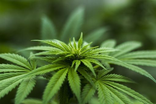 La marijuana è legale in Italia? Cosa dice la legge