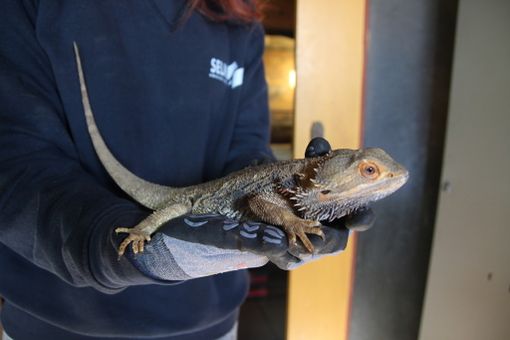 Le immagini fornite dal Cras