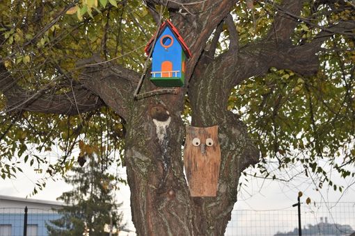Tutto pronto per la "Festa degli alberi" al Centro diurno "L'Alveare" di Mondovì