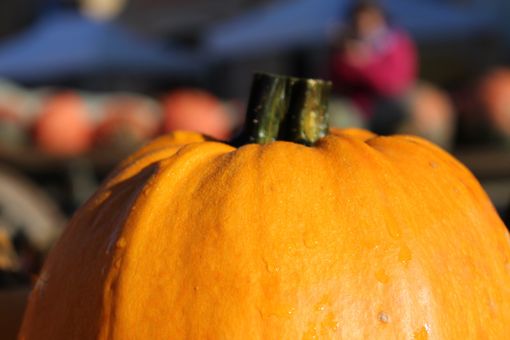 La Fiera della Zucca di Piozzo più smart: pagamenti con il cellulare e attenzione all’ambiente
