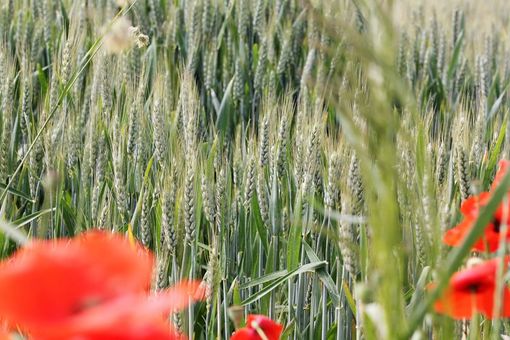 Fotografia di Rinuccia Marabotto Fotografia di Rinuccia Marabotto