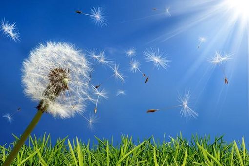 Pollini e allergie: alti valori di graminacee in tutta la regione Pollini e allergie: alti valori di graminacee in tutta la regione