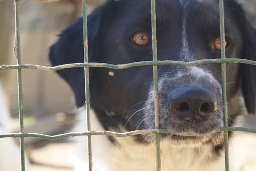 Adozione a km 0: la storia di Tin, randagio adottato un mese fa da una famiglia di San Michele Mondovì