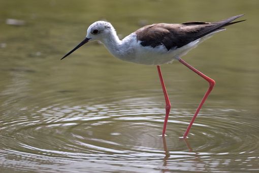 Il Cavaliere d’Italia