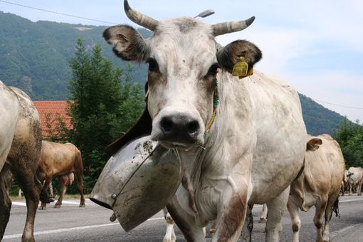 Un "rudun", il grosso campanaccio appeso al collo della mucca