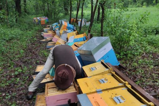Milioni di api morte e tutte le casette distrutte: "Ho male al cuore". Una raccolta fondi per aiutare Mattia, apicoltore di Cuneo [VIDEO]