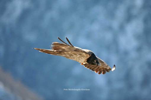 Due nuovi gipeti nell’area Alpi Marittime Mercantour Due nuovi gipeti nell’area Alpi Marittime Mercantour
