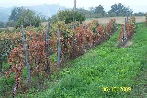 Le foglie ingiallite colpite dalla flavescenza