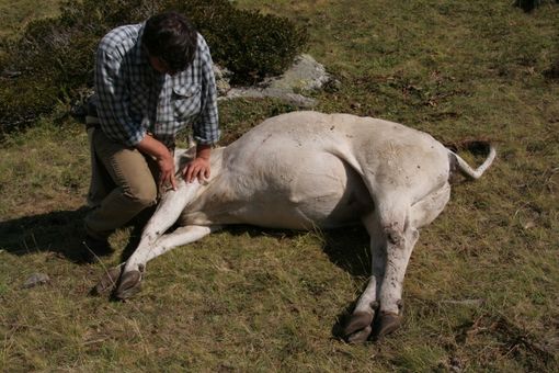 L'allarme di alcuni allevatori: "al Gias Perla è un incubo" L'allarme di alcuni allevatori: "al Gias Perla è un incubo"