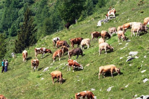 Coldiretti Cuneo e A.RE.MA. sollecitano la Regione per il pagamento della Pac