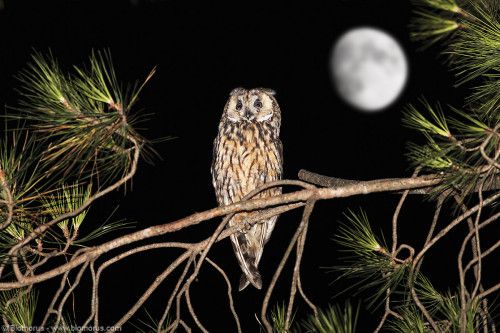 Cuneo, con la Lipu alla scoperta e all'ascolto dei canti notturni dell'avifauna presente nel Parco fluviale