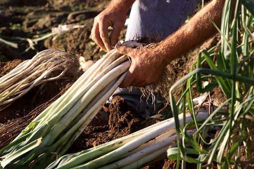 ESCLUSIVO: il Porro di Cervere come il Viagra. Arrivati gli studi che ne certificherebbero le 'nuove proprietà'
