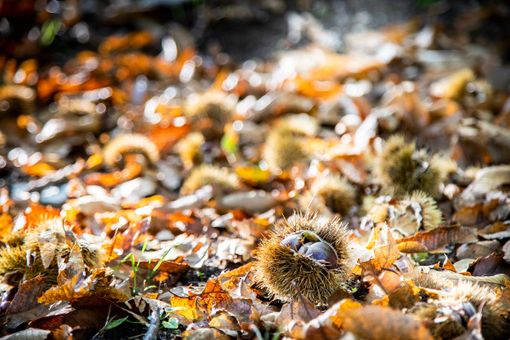 Roccasparvera, torna il mercato delle castagne in valle Stura