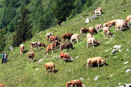 Crissolo, le sanzioni per chi non osserva le regole della concessione dei pascoli Crissolo, le sanzioni per chi non osserva le regole della concessione dei pascoli