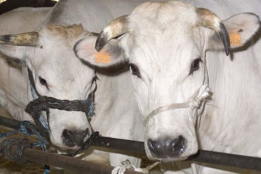 Immagine di repertorio