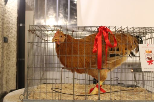 Racconigi, il Consorzio del Real Cappone: "Il Comune non finanzierà più l'acquisto dei pulcini per i produttori"