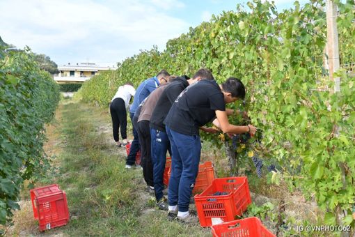 Ad Alba “si svigna”: tra i filari gli studenti dell’Enologica fanno da tutor ai detenuti Ad Alba “si svigna”: tra i filari gli studenti dell’Enologica fanno da tutor ai detenuti