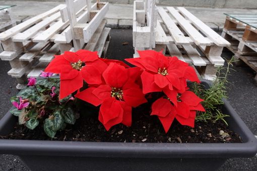 Una stella di Natale