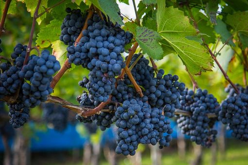 Coldiretti Piemonte: "La vendemmia spinge l’export grazie ad elevata qualità”