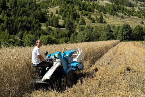 Dopo 60 anni ritornano i campi di segala a Bersezio: il merito al virtuosismo di due “montagnin”