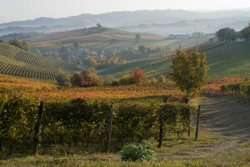 "Autunno Cedro - La Morra - Photo Credits Mario FERRERO"