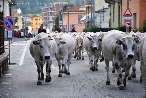 Un'immagine di una passata edizione della demonticazione