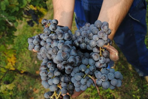 Barbera d'Alba e Langhe Nebbiolo, rese ridotte anche per la vendemmia 2026 Barbera d'Alba e Langhe Nebbiolo, rese ridotte anche per la vendemmia 2026