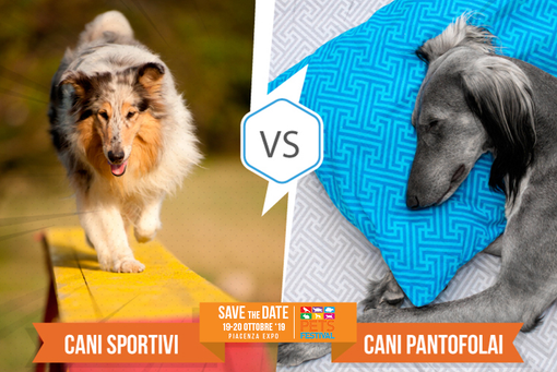 Partecipa al contest “Cani sportivi vs cani pantofolai” con Petsfestival Partecipa al contest “Cani sportivi vs cani pantofolai” con Petsfestival