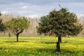 Greening: le EFA rimangono al 5%