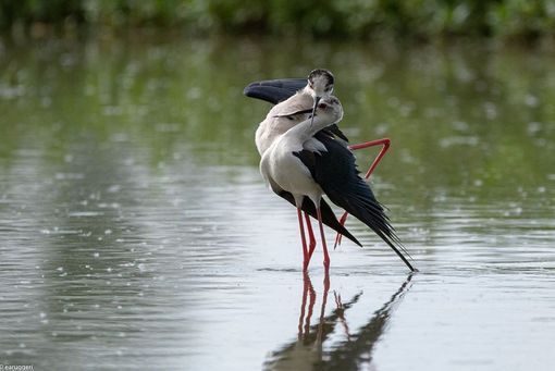Il bacio dei Cavalieri d’Italia all’oasi Lipu di Racconigi: lo scatto di Enrico Ruggeri fa innamorare il web