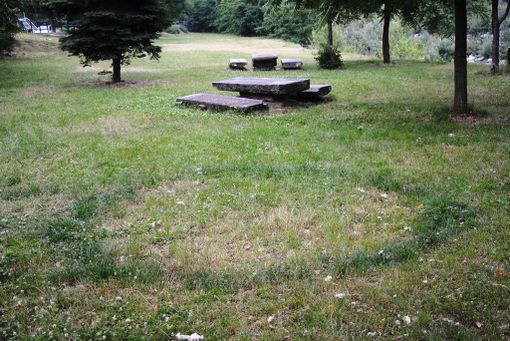 Due cerchi di 3 metri di diametro: sul Lungopo di Paesana il micelio dei funghi fa pensare allo sbarco di un paio d’Ufo