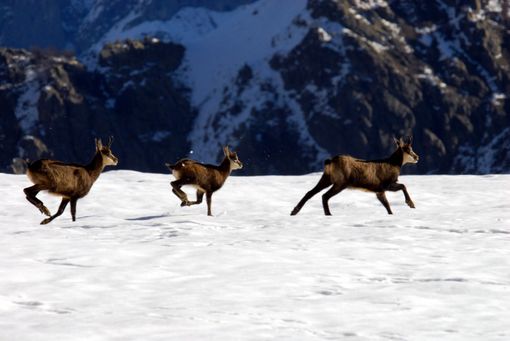 La fauna alpina per i bambini: tre lezioni al Parco delle Alpi marittime