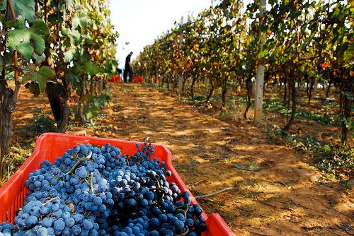 Coldiretti Piemonte: annata influenzata dal maltempo ma con ottima qualità Coldiretti Piemonte: annata influenzata dal maltempo ma con ottima qualità