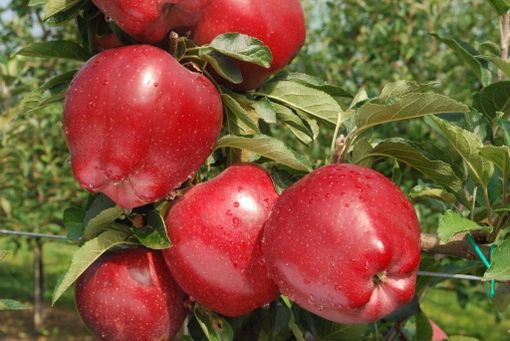 La Mela Rossa Cuneo IGP tra i protagonisti di Golosaria Milano