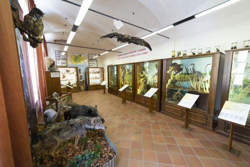 Museo Naturalistico del Roero di Vezza d’Alba (foto Stefano Cantù)