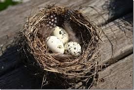 Cuneo, un fine settimana diverso con la Lipu: "Un nido per tutti"